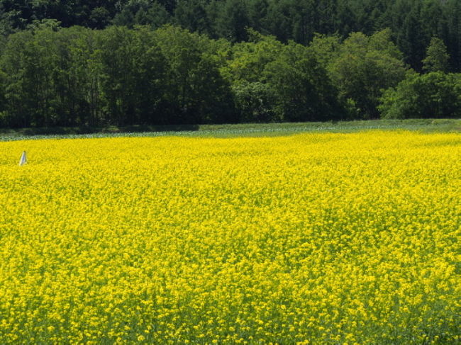朝一で麓郷に向かったのですが、その途中でなんと菜の花畑に遭遇。<br />油をとるためか？畑のためか・・・いきなり春の気分でした。