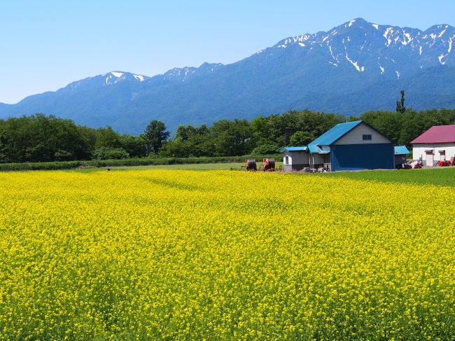 青空と地元の家と黄色の菜の花。<br />なんとも言えない風景ですよね。なごみます。