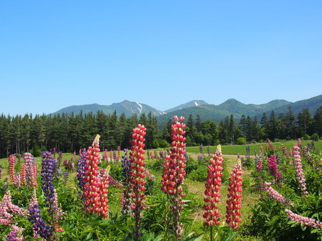 数は少ない（日にも焼けてる？）けど、ルピナスが<br />咲いてました。いろんな色があります。<br /><br />こんなにまじかでルピナスを見るのはもしかしたら<br />ニュージーランドに行ったとき以来？