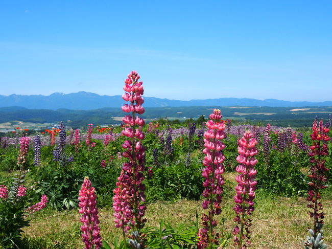 花は青空に映えますね〜<br /><br />・・・カメラの練習、頑張ってます（笑）