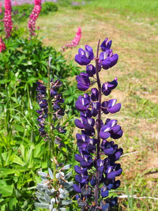 ルピナスって近くでみると結構花の間に<br />隙間がある・・・<br /><br />もっと花びらが隣接してるのかと思った。