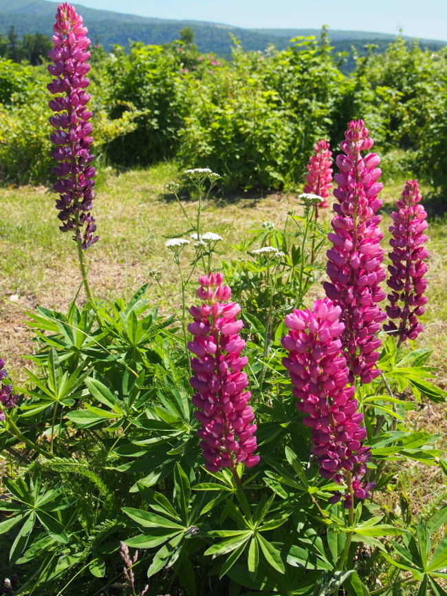 濃いピンクもあります