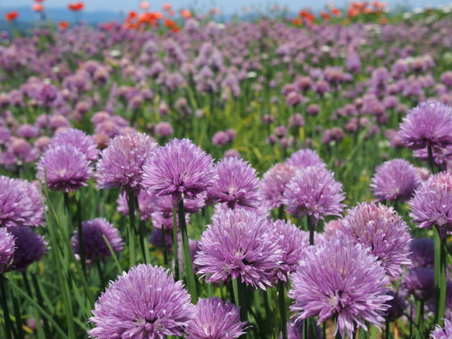 アップがきれいな花です