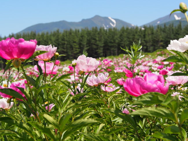 これはなんだぁ〜？<br />両親に聞けばわかるような・・・（苦笑）