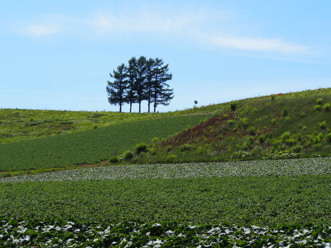 これ！これですよ！<br />前日得た情報で場所を探し出してみてきました。<br /><br />今JALの嵐のCMで出てきている、嵐の木（五本木と地図には<br />書いてありました）。<br />CMのショットは逆サイドからで、見事に山も見えます。<br />ただ、ここは私有地です！（これは大事なことですが）<br />だから、近くには行ってはいけないですよね。<br />この写真はこの丘に面した道路から撮ってます。<br />ただ・・・ごめんなさい。路駐でした。<br />ものすごい人が路駐して、堂々にのんびり道路を<br />横断して撮ってました。<br /><br />こういうことはちゃんとマナーを守らないといけないですね。<br />路駐している時点でマナーもないだろと言われてしまうかも<br />しれませんが、せめてみなさん（嵐ファンが主ですよね）、<br />私有地に勝手に入るのはやめましょうね。<br /><br />ってことで特に詳細な場所は控えておきます。
