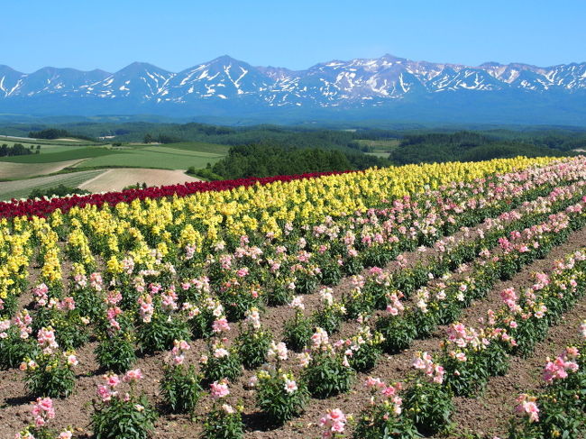 残雪がある山と花たち