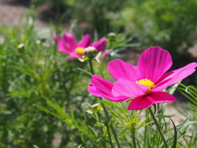 なぜかコスモスが咲いてました。<br />あれ？コスモスって秋の花ですよねぇ〜