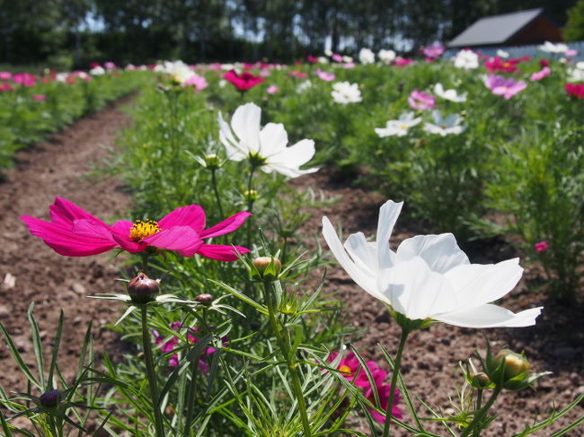こちらもコスモス