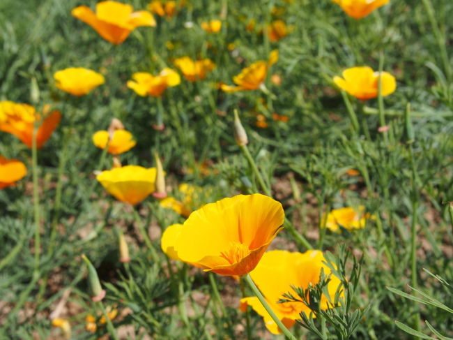 これは花菱草という花です。<br />黄色というよりちょっとオレンジ寄りの色です。<br />かわいいお花でした。