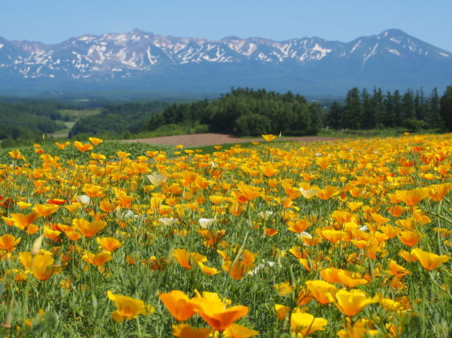 一面に花菱草の花が咲いてます。<br />後ろの山といいショット？