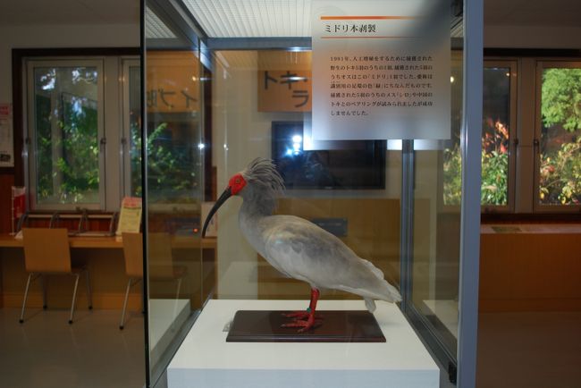 新潟三度目の旅 後編 ハアーア佐渡へ 編 佐渡島 新潟県 の旅行記 ブログ By はくさんちどりさん フォートラベル