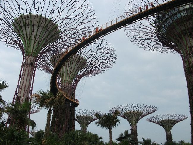 ガーデンズ・バイ・ザ・ベイ<br />スーパーツリーのスカイ・ウェイ(有料)