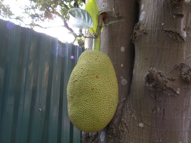 タンロン遺跡の街路樹になんかでっかいものがなってる〜！！<br />なんだ〜！！と思ったらジャックフルーツでした。<br />こんな風に直接木になるんですね〜<br />びっくり！