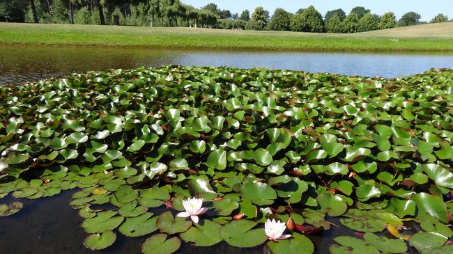 池には蓮の花がきれいに咲いていました。