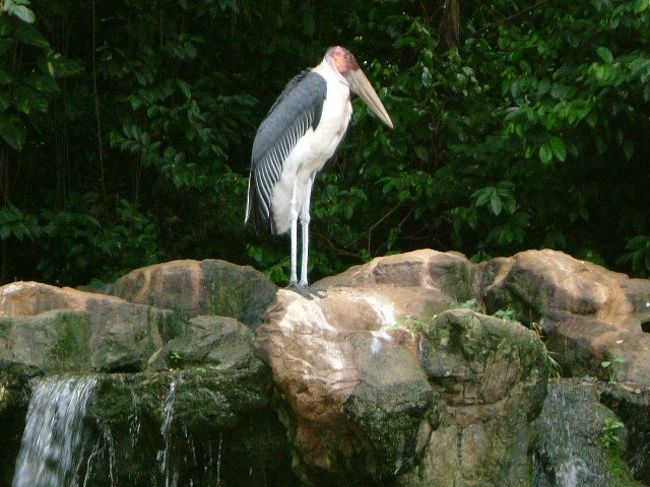 ジュロン・バードパーク