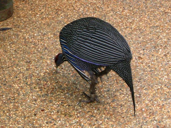 ジュロン・バードパーク