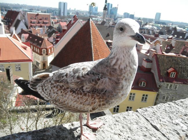 　と思ったら、目の前に鳥が。この鳥、まったく逃げない。こんなに人の近くにいるのに。