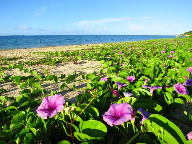 砂浜を覆って咲く妖艶な赤紫色のハマヒルガオ？と思った花は、後に検索したらグンバイヒルガオという沖縄や九州など南国に咲く花でした。花の名は葉っぱが行司の軍配に見えることから付けられたとのことです。<br /><br />砂浜に咲く生命力に感心。