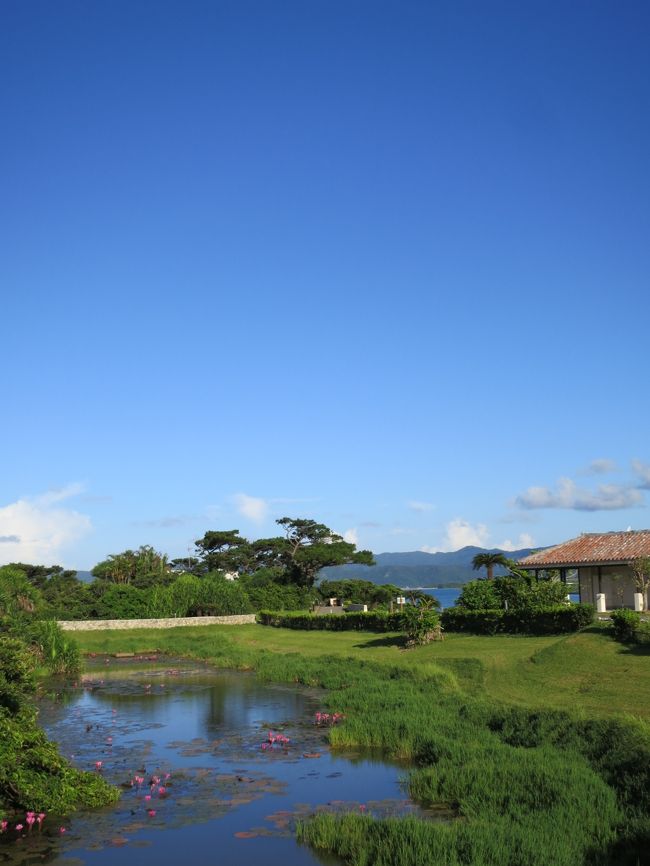 蓮の花が楽しめるのも早起きの特権やね。南国リゾートで蓮？とも一瞬思ったが、バリやプーケットのアジアンリゾートでは決して稀じゃないですよね。