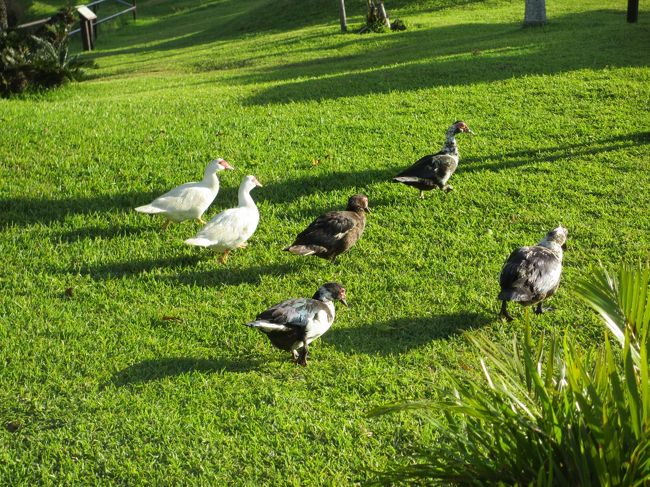 「とりさん、いっぱいあるいてる〜♪」<br /><br />人に慣れているためか、我々が近寄ってもスタスタ逃げるような感じはあんまりなかったです。