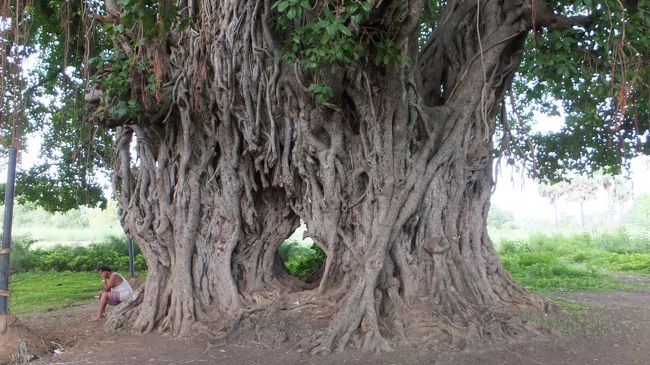 ガイドが「トトロの木」と言っていた。