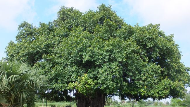 ♪このーきなんのき〜・・・