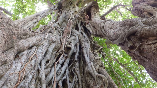 ではありません。