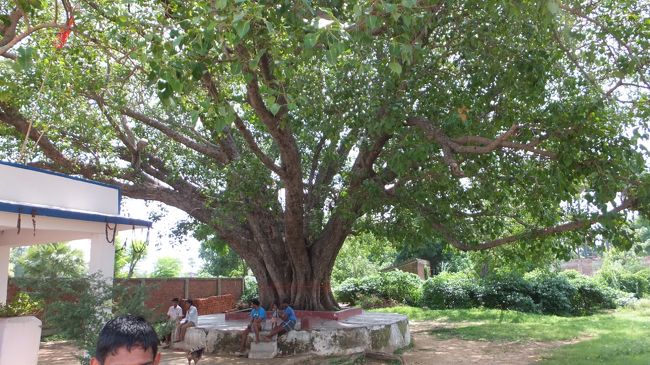 ここで悟りを開いた？