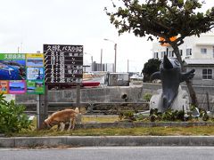 宿の目の前が久部良港です。
隣は大朝商店という島のコンビニ的なお店なので便利というのも、ここを選んだ理由の一つです。（島にコンビニはありません）
宿の人が空港まで迎えに来てくれるということだったのですが、迎えらしき人はおらず、5分待ち、10分待ち・・・、到着から15分くらい経ったところで電話したところ「あら！もう着いた？！」とのこと。車で10分くらいの場所なので、その後すぐ迎えに来てくれましたが、早々に島時間の洗礼を受けました。