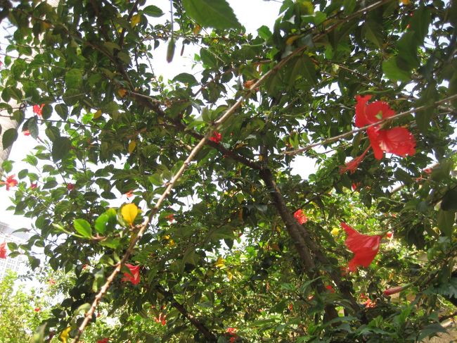 宿から駅までは下り坂<br />行きはそれがわからず、大汗かいて宿まで歩くハメに