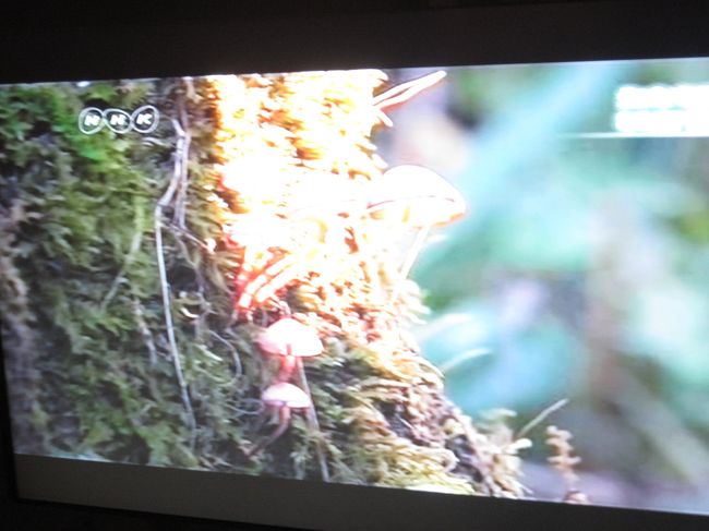 宿に帰って<br />部屋のＴＶはＮＨＫが写りました！