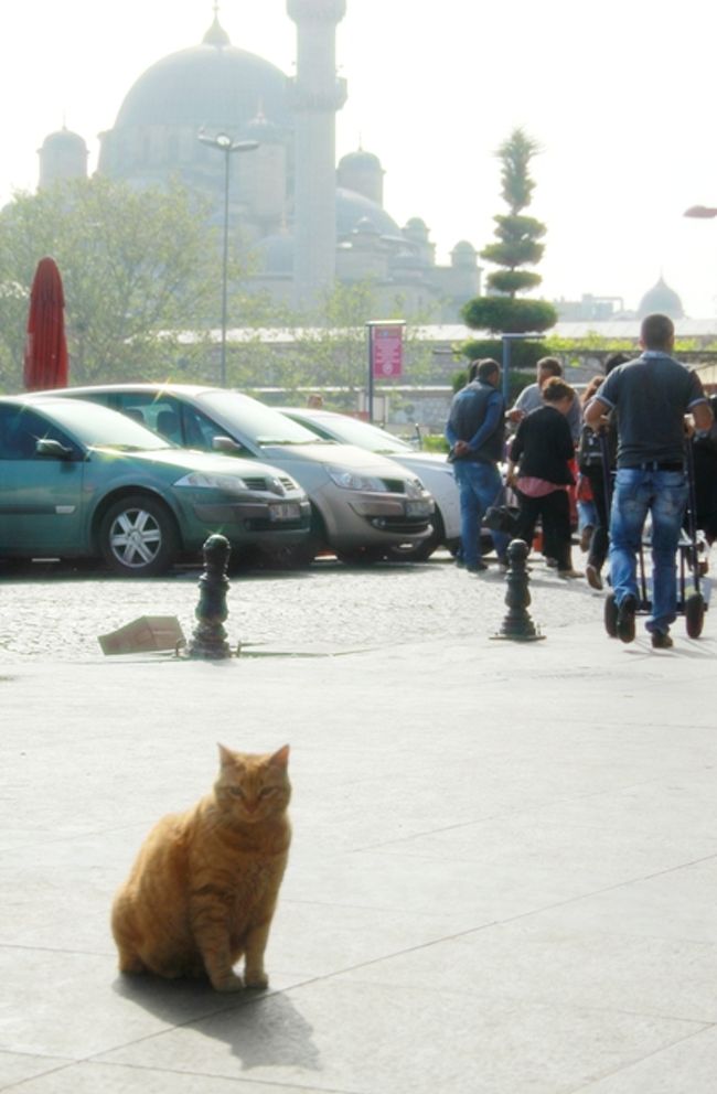 東西文明の十字路トルコへ 3都市10日間の旅 14 イスタンブール エジプシャンバザールの猫サフラン リュステムパシャジャーミィ編 イスタンブール トルコ の旅行記 ブログ By Kittyさん フォートラベル