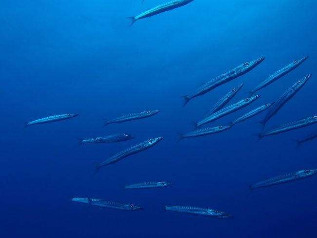 ヘナチョコダイバーだから、たくさん潜ってスキルアップしたいなぁ…