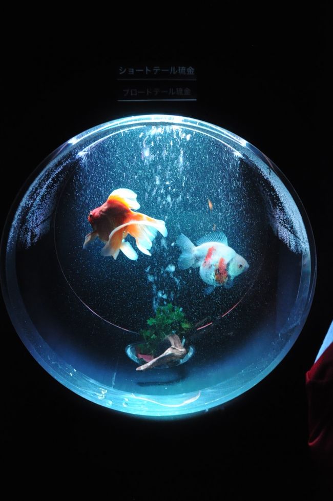 日本橋 アートアクアリウム Art Aquarium 江戸 金魚の涼 とリムジンボードで日本橋 隅田川クルーズ 日本橋 東京 の旅行記 ブログ By Eurokoさん フォートラベル 日本橋 アートアクアリウム Art Aquarium 江戸 金魚の涼 とリムジンボードで日本橋 隅田川クルーズ 日本橋 東京 の旅行記 ブログ By Eurokoさん フォートラベル
