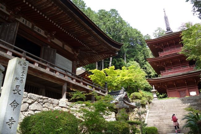 三重塔（重文）は、1597年の再建。<br />この日は、湖南三山など拝観客のいない寺ばかりを廻ってきたので、参拝客が境内のあちこちにいるのが不思議な感じ。<br />