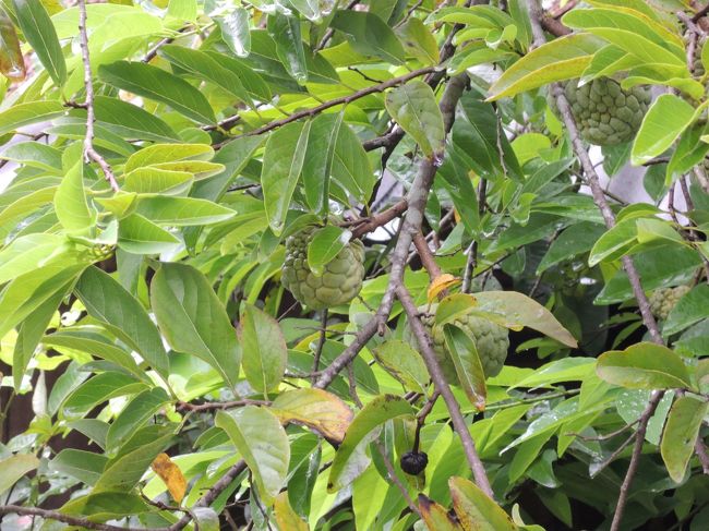 あ、マンカウの木だ〜。