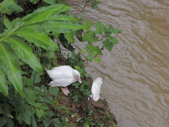 野生のアヒルだって〜。