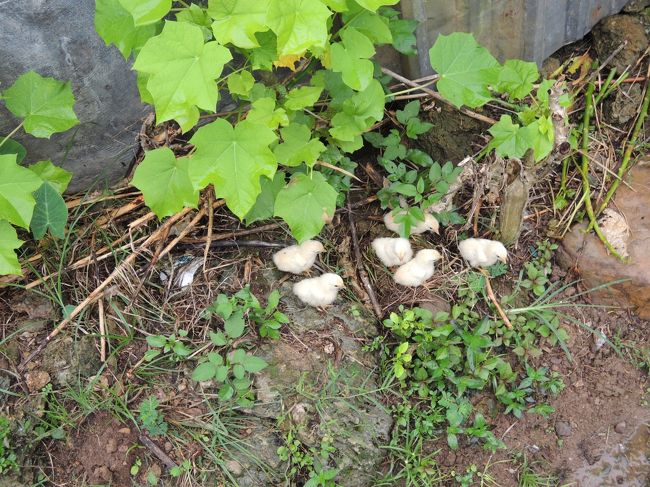 ひーよーこぉぉぉ(´Д｀*)♪<br />写真とってるあいだおかーさん鶏が、心配してずっとよんでた(´Д｀)ｺﾞﾒﾝﾈ。