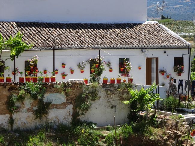 植木鉢がいっぱいのお家。