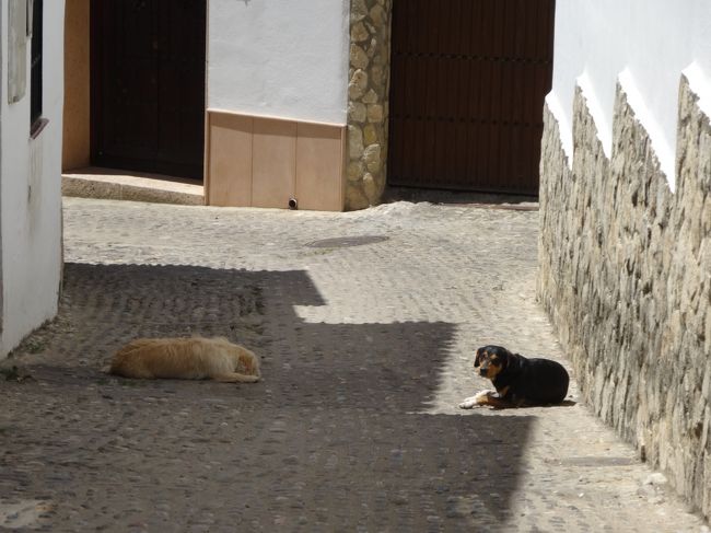 ぐにゃぁ〜。<br /><br />シエスタ中のところ起こしてしまいましたっ。