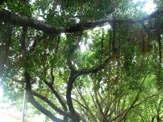 やっぱり亜熱帯だね．