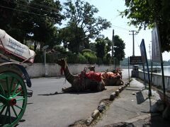 ネルー公園へ行こうとしましたが水没して行けませんでした。
道の途中に休憩中のラクダがいます。

リキシャで40ルピーで行ってもらいました。