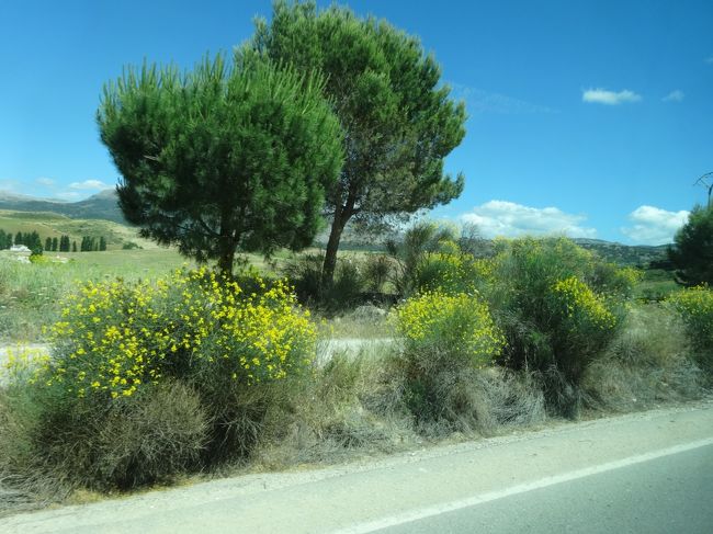 時々、お花も(^O^)／、