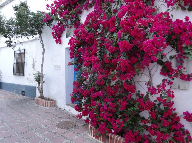 ブーゲンビリア！<br /><br />でかいっ。壁が見えません。