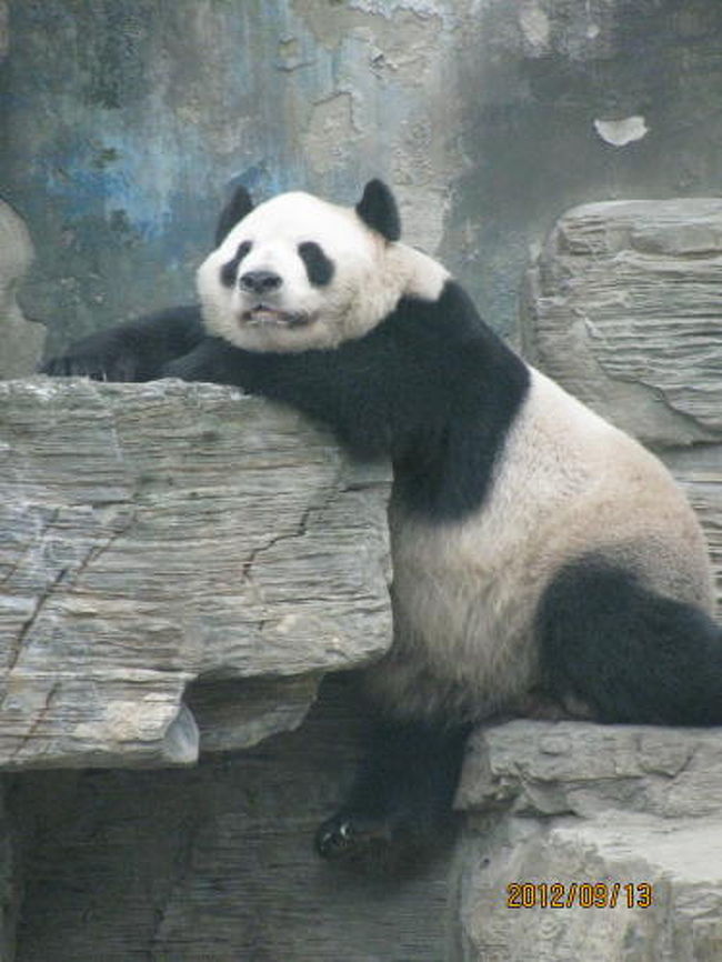北京の動物園・パンダ』北京(中国)の旅行記・ブログ by 中国の風景さん