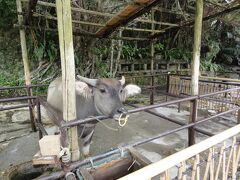ぐるり回ってサーターヤーに。（製糖風景）
近くに何頭か水牛がいます。

入り口付近には沖縄の駅ちゃんぷるーがあって、
そこで貸衣装を着て写真体験（簡易版で１０００円）を
やりたかったので一周してやってきました。羽織るだけ
なのですぐできます。

そして、また来た道をもどって泡盛体験を特急でやります。
ゆしびん体験を予約したが、時間がかかりそうなのでやめて、泡盛ミニボトルづくりにしました。係りの人はきさくなおば様で、写真撮影もしてくださいました。

ゆっくりしたかったなあ。
