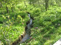 次は箱根湿生花園