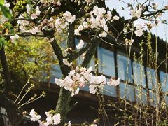 更にぶらぶら歩いて行くと～、昔からの木造二階建て旅館「きんせ」、

中庭の桜が背伸びして満開です。