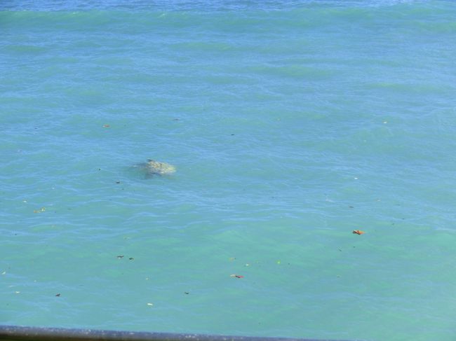 　海面を見ていると、時々、顔を出すホヌ（海亀）の姿が。<br /><br />　何枚もシャッターを切って、ようやく撮れたのがこの１枚です。