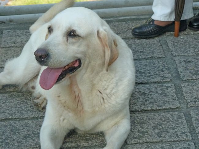 橋の上に犬が付いてきた．出発．1510十分に向かう